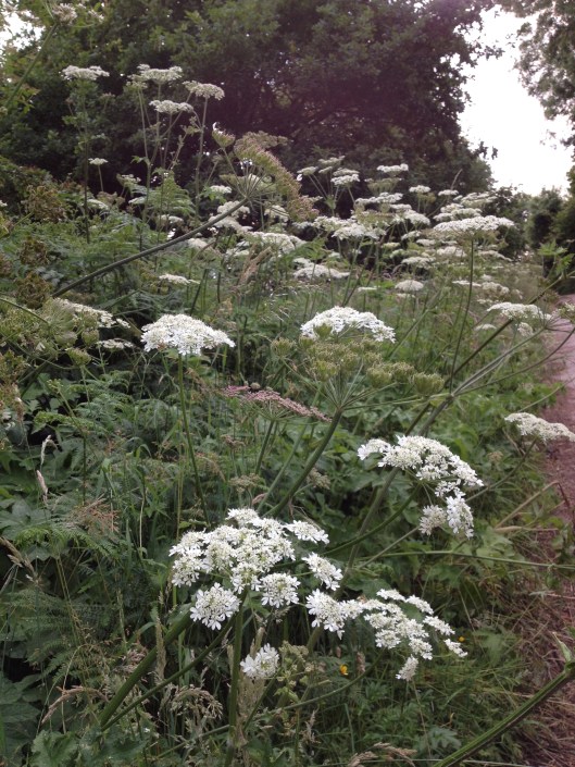Hogweed