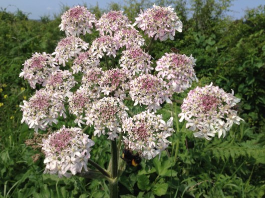 Wild angelica