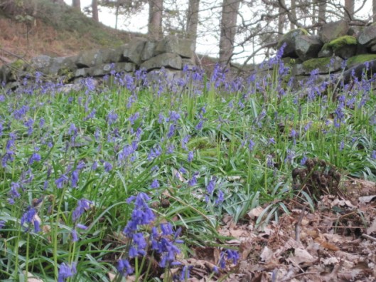 Bluebell wood