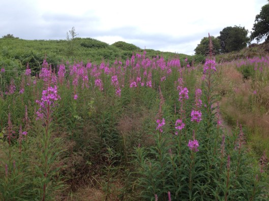 Rosebay willowherb.