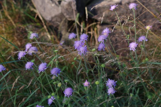 Scabius.
